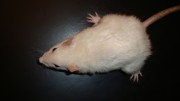 RAT